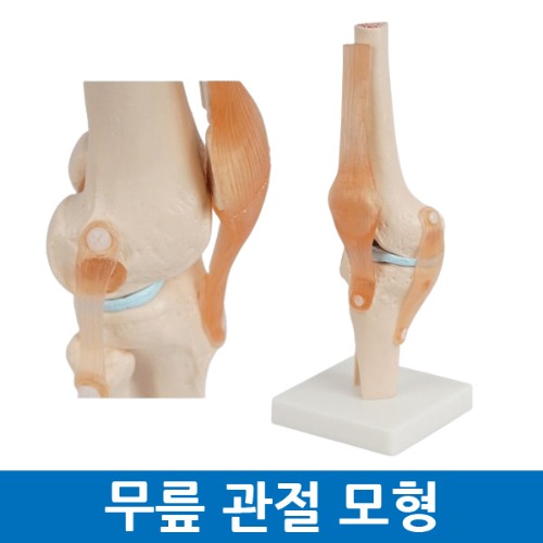 무릎 모형 관절 인대 의학 실습 교육용 인체모형
