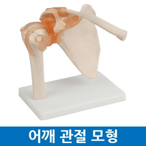 어깨 모형 관절 의학 실습 교육용 인체모형