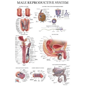 남성 생식계 차트 DM-18 비뇨기과 인체해부도