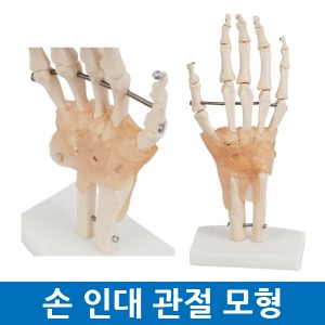 손 인대 손바닥 관절 모형 의학 실습 인체모형