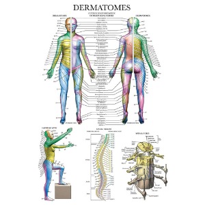 신경계 피부분절 차트 DM-16 인체해부도