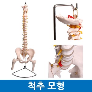 척추모형 대퇴골 인체모형 보건교육