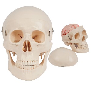 두개골모형 해골모형 skull 뇌포함