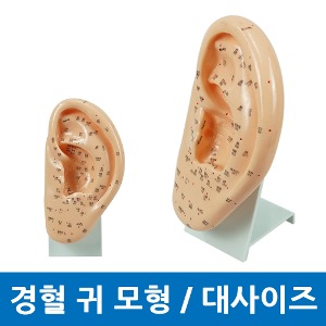 경혈 귀 모형 24cm 인체모형 의학 실습 교구